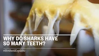 Birkbeck Explains: Why do sharks have so many teeth?