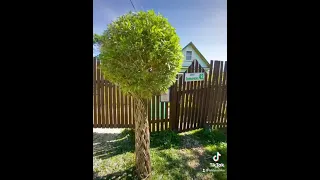 Живое дерево из лозы. Вид после стрижки 🌳