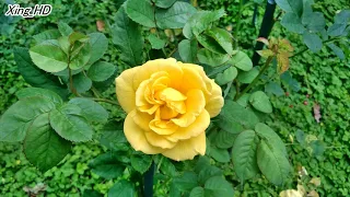 孫 露●黃玫瑰