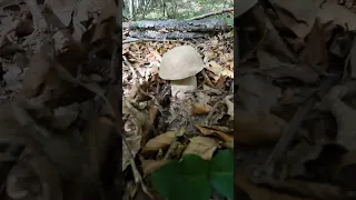 Beautiful Boletus reticulatus#shorts #new #viral #nature #foryou #porcini #steinpilze #forest #wild