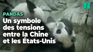 Les pandas chinois de ce zoo américain retournent en Chine à cause des querelles diplomatiques