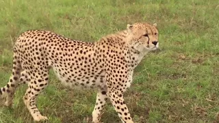 Masai Mara - Cheetah Hunt 2018