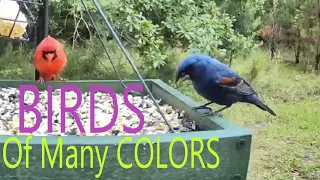 BIRDS of COLOR Blue Grosbeak Redbirds Cardinals Painted Bunting Live Bird Feeder Cam Birdwatching