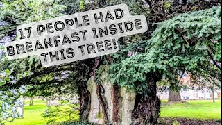 WHO PUT CONCRETE INSIDE THIS 4000 YEAR OLD TREE? - Ancient Yew 🇬🇧