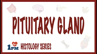 Pituitary Gland Histology