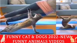 #Funniest #Cats 🐱 and #Dogs 🐶 #Part 51 Cute Cats & Dogs 2022 😂 #funny #FunnyDog #FunnyCat