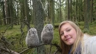 Jammaavat pikkupöllöt (Jamming baby owls)