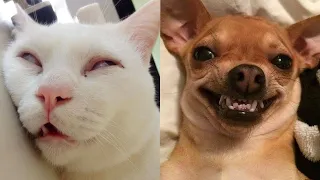 Funniest Animals - Funny Cats and Dogs That Will Make You Laugh #112