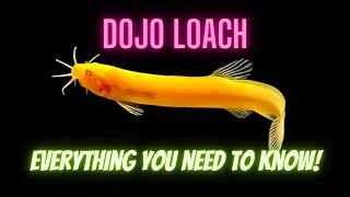 Dojo Loach (aka Weather Loach) - Everything you need to know! [With bubble play video]