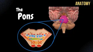 Pons - External and Internal (White & Grey matter) + QUIZ | Anatomy