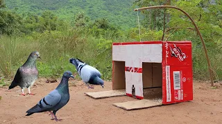 Easy Creative Pigeon Trap Method Using Paper Box - Awesome Quick Bird Trap