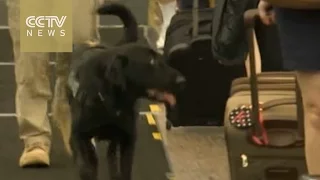 Dogs sniff out explosives in Denver airport