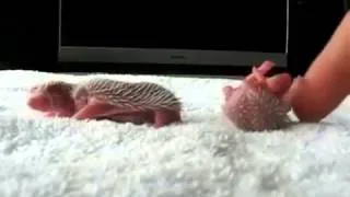 Маленькие новорождённые ёжики, Children hedgehog, youtube приколы собаки