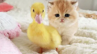 Once upon a time there was a cutest kitten and a duckling...😻