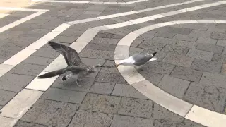 Seagull Thief / Чайка украла пиццу