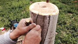 kabuk altı kalem aşısı, ayrıntılarıyla(walnut grafting)