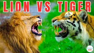 Lion vs Tiger: Which Would Win In A Fight?