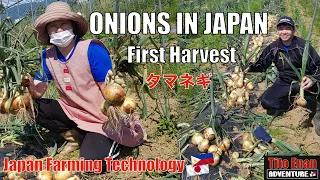 HOW TO HARVEST ONIONS OR TAMANEGI 　たまねぎ　IN JAPAN