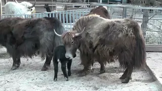 В Бахчисарайском зоопарке бэби бум!