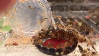 Méthode de nourrissage et alimentation de mes colonies de fourmis ( sa tourne mal 😅)