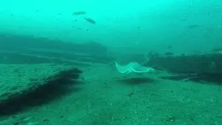 Carib-Sea Wreck          North Carolina Sand Tiger Sharks