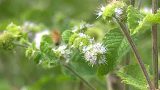 Bees during the eclipse