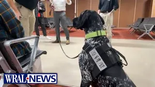 AZ: Super Bowl bomb-sniffing dogs training