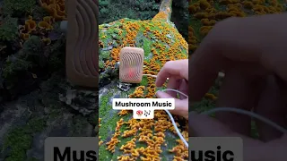 Let’s tune into mushroom music with a PlantWave device