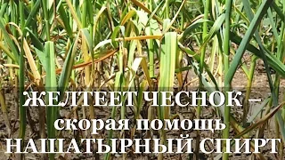 ЖЕЛТЕЕТ ЧЕСНОК - скорая помощь НАШАТЫРНЫЙ СПИРТ