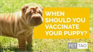 When Should You Vaccinate Your Puppy? PET | TAO Holistic Pet Products