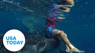 Watch: Snorkeler catches a ride from a massive whale shark | USA TODAY