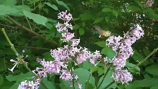 Бабочка из семейства бражников - колибри средней полосы