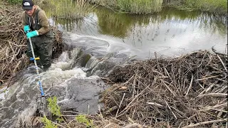 Beaver dam removal || NEXT day after removal. Beavers won't stop.