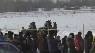 Зимние конные соревнование Шушенское 2016 (Horse–Animal-racing-конь-смотреть-онлайн-скачка)