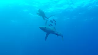 Diving the Azores. Blue Sharks and Mobula Rays