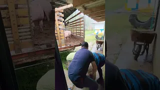 pigs heading to slaughterhouse Colombia cerdos rumbo al matadero Colombia pt2