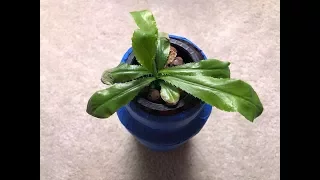 Kratky Hydroponic Culantro