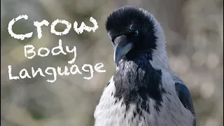 What is this crow saying?