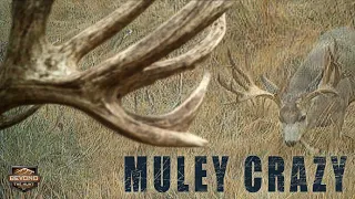 Muley Crazy