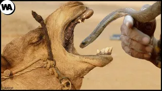 Here's What Happens If You Feed a Camel With a Venomous Snake