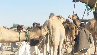 Camel love with female |A camel is making love to a woman of his choice