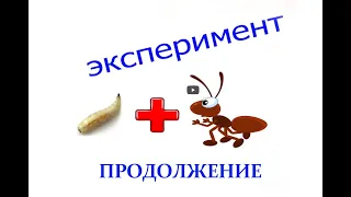 МУРАВЬИНАЯ ФЕРМА VS ОПАРЫШ! Продолжение 🐜🐜🐜