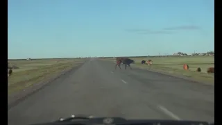 Бродячий скот на дорогах: количество ДТП увеличивается