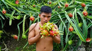Harvesting Dragon Fruit (Eating Delicious) Mouth Watering | Boy Tapang🤤😍