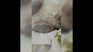 Прикол, как кот спит с языком!!