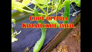 Огурцы Китайские змеи