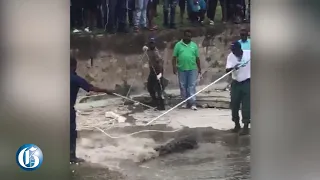 A crocodile found in gully in Braeton, Portmore