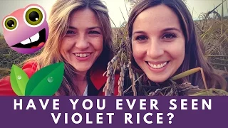 Violet Rice? 😱🌱 RISODINORI can! ✌ Girl Power! 💋💪 [ITA/ENG]