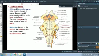 Anatomy of the Facial nerve - Dr. Ahmed Farid