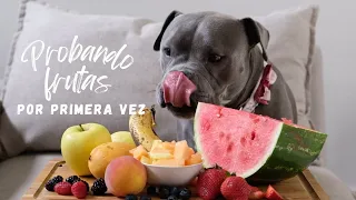 Probando frutas exóticas por primera vez!